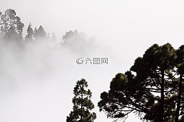 雾,轮廓,松