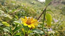 花,葉子,黃色