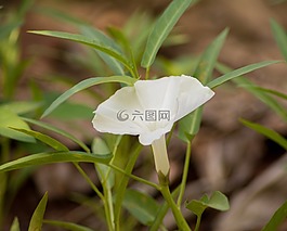 花,白,植物