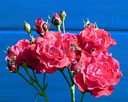 鮮花,玫瑰,灌木