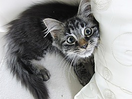 貓,動物,年輕的貓