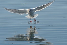 鳥,海鷗,海