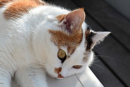 貓,動物,寵物