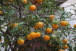 馬洛卡,水果,橘子