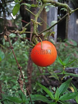 番茄,水果,獨(dú)特