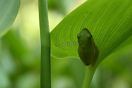 青蛙,自然,葉