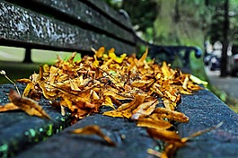 秋,季節(jié),葉子
