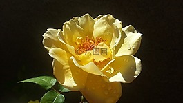 玫瑰,黃色,花瓣