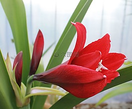 百合,紅色,花
