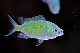 chromis,綠色,海洋
