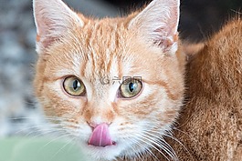 猫,年轻的猫,小猫