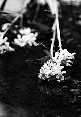 鮮花,春天的花朵,水坑里