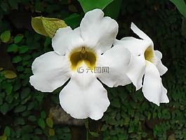 古巴,白色的花,熱帶地區(qū)