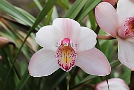 蘭花,粉色,鮮花
