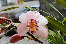 蘭花,粉色,鮮花