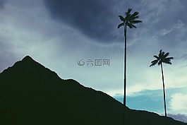 哥倫比亞,棕櫚樹,山
