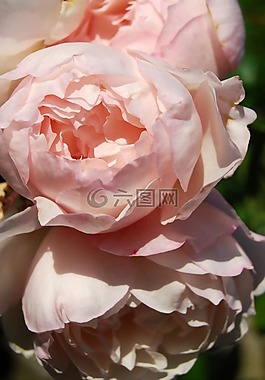 玫瑰,花瓣,花
