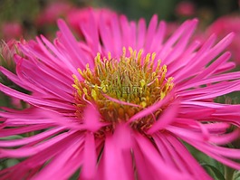 herbstaster,花,開花