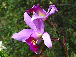 蘭花,倒掛金鐘,花瓣
