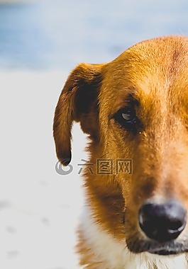狗,動物,寵物