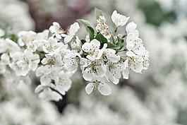 鮮花,自然,花