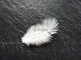 春天,白,略
