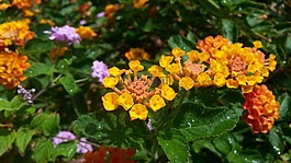 鮮花,園林綠化,水滴