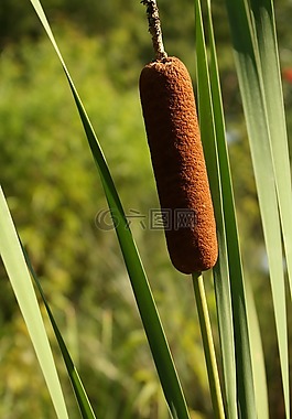 香蒲,植物,自然