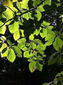 葉子,綠色,公園