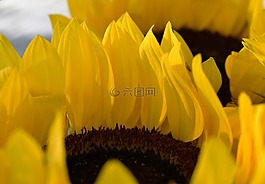 太陽花,夏季,廠