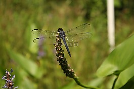 蜻蜓,自然,濕地