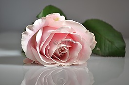 玫瑰,粉紅色,花卉