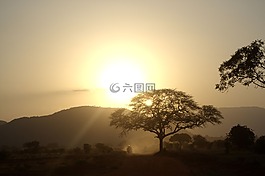 非洲,日落,樹木