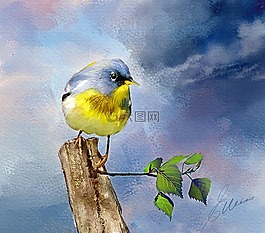 北部的 parula,鸟,野生动物