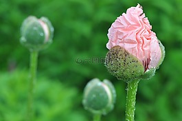 增長,花園,園藝