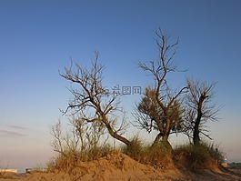 樹木,干,海灘