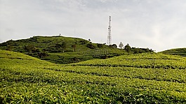 農(nóng)業(yè),自然,原野