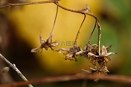 野生花卉,增长,植物