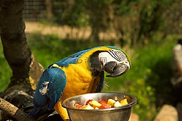 鸚鵡,動(dòng)物園,動(dòng)物公園