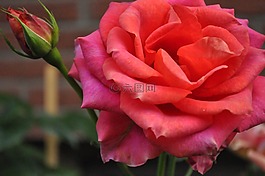 玫瑰綻放,粉紅色,花