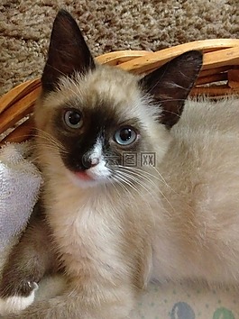 小貓,動物,貓