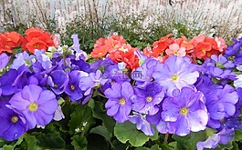 鮮花,春天的花朵,夏季鮮花