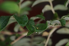 葉子,自然,綠色