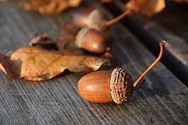 橡子,性質(zhì),秋季