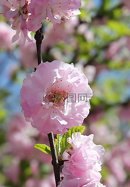 花,粉紅色,開花