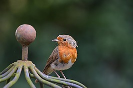 罗宾,鸟,erithacus rubecula