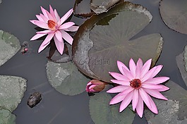 睡莲,池塘,越南