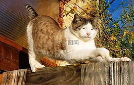 貓,貓科動物,國內(nèi)動物