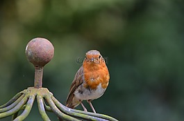 羅賓,鳥,鳴鳥