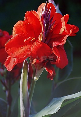 看那,花,植物